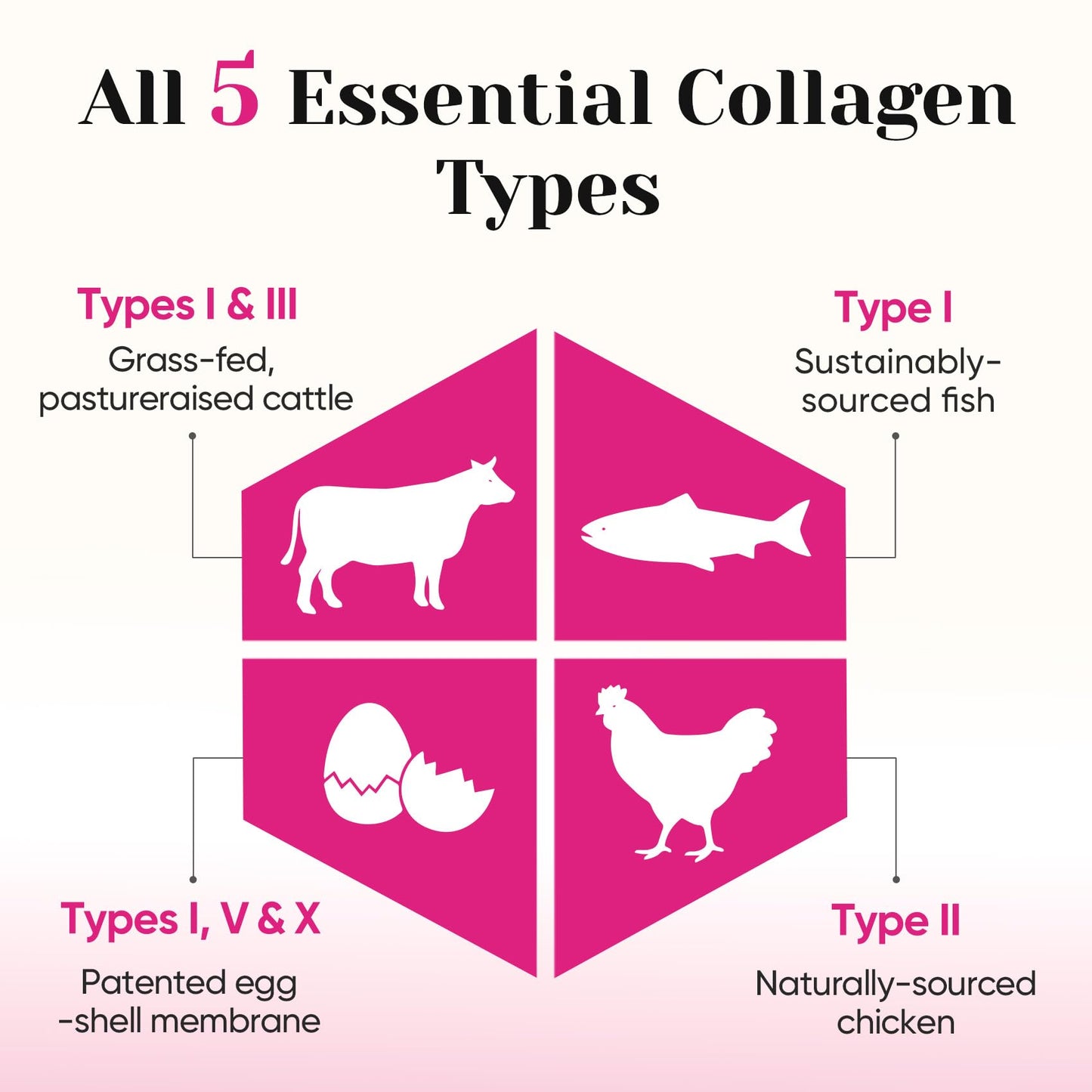 Venture Pal Multi Collagen Protein Powder - Hydrolyzed Collagen Peptides Type I, II, III, V, X + MSM, Vitamin C | Unflavored Collagen Supplement | Hair, Skin, Nail & Joint Support | Grass Fed, Non-GMO