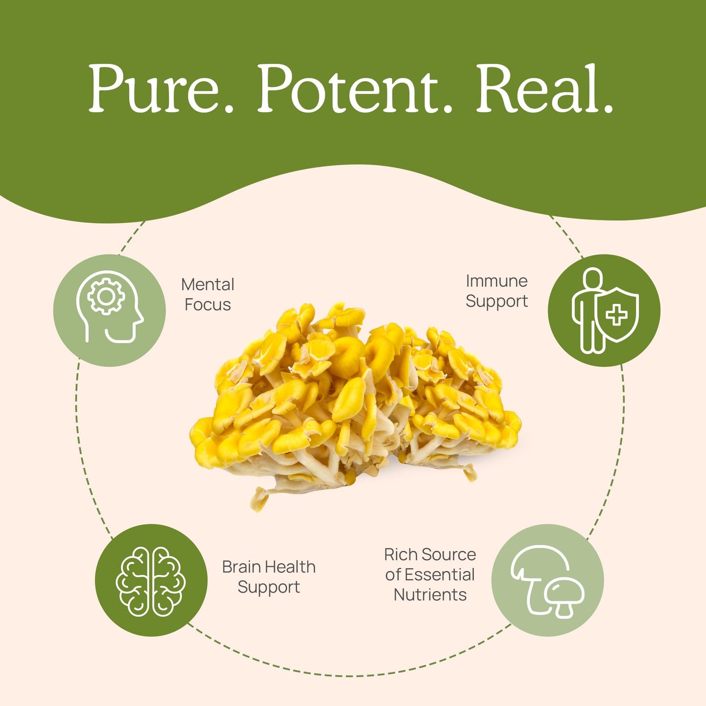Real Mushrooms Ergothioneine Supplement – Golden Oyster Mushroom with Beta-Glucans – L-Ergothienine Extract Poweder – Organic, Vegan, Non-GMO, No Fillers – 60 Capsules Mushroom Supplement for Humans