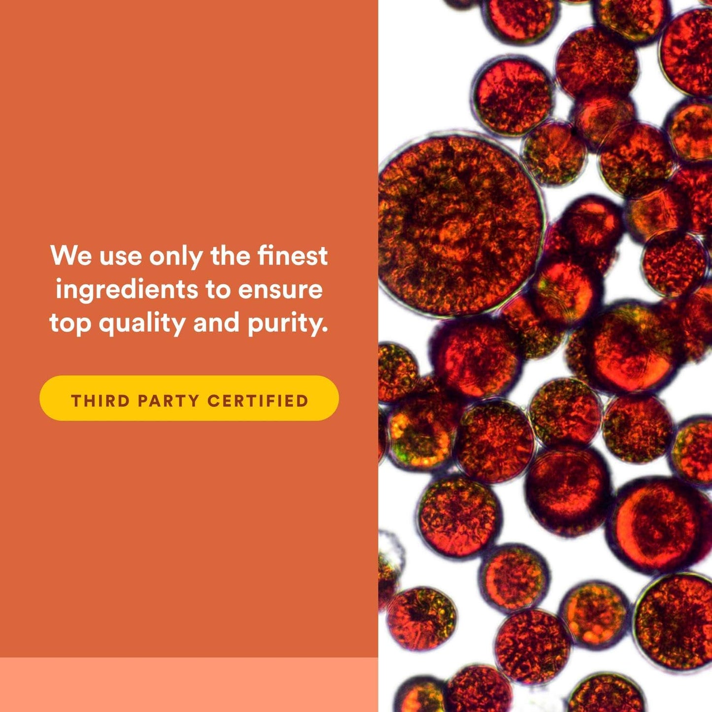 NATURAL FACTORS Astaxanthin Plus 4Mg, 60 CT