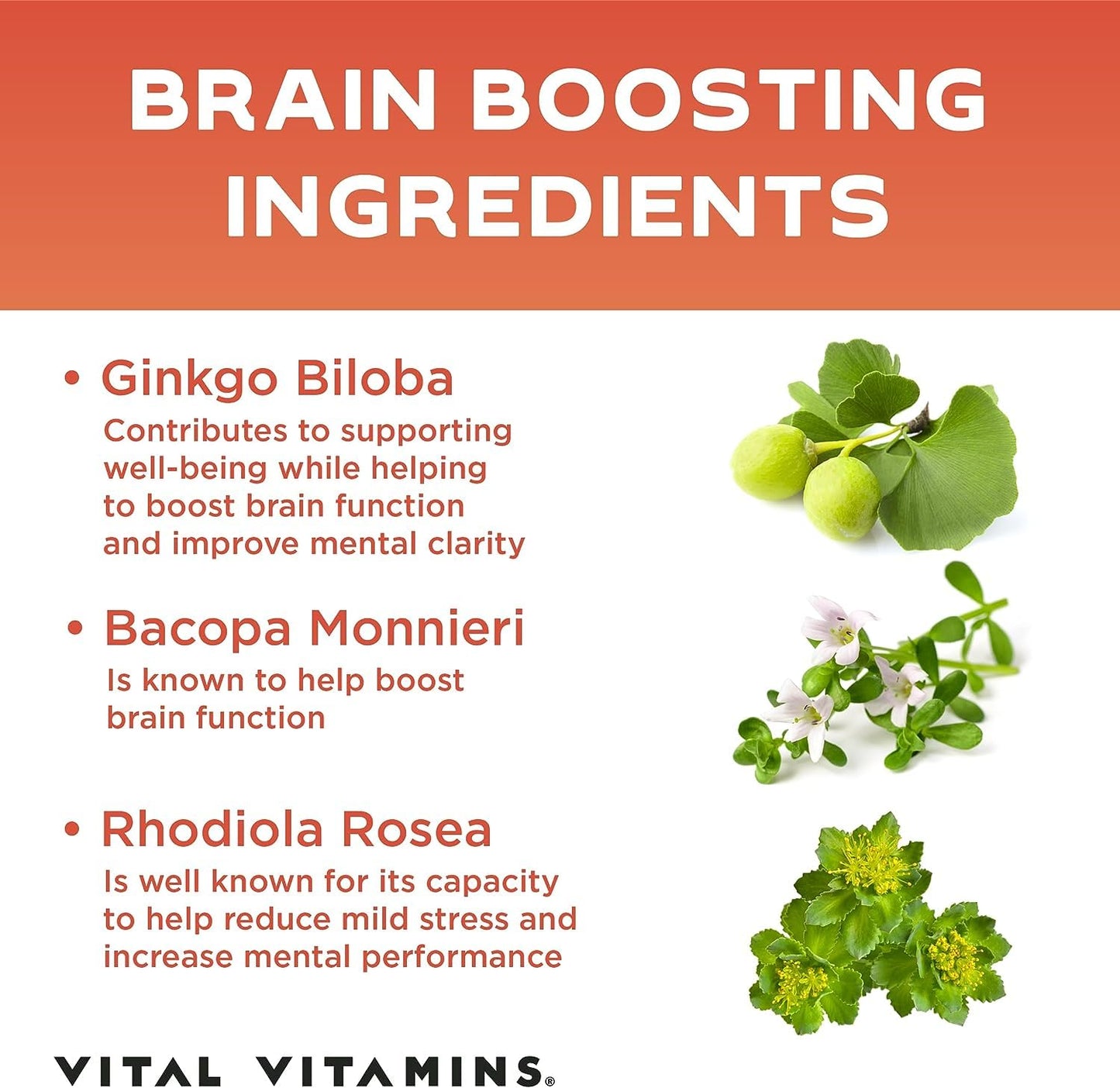 Vital Vitamins Brain Supplements for Memory and Focus – Nootropic Brain Booster with Bacopa Monnieri, Ginkgo Biloba, Rhodiola – Caffeine-Free Support for Adults & Seniors – 30-Day Supply, 30 Capsules