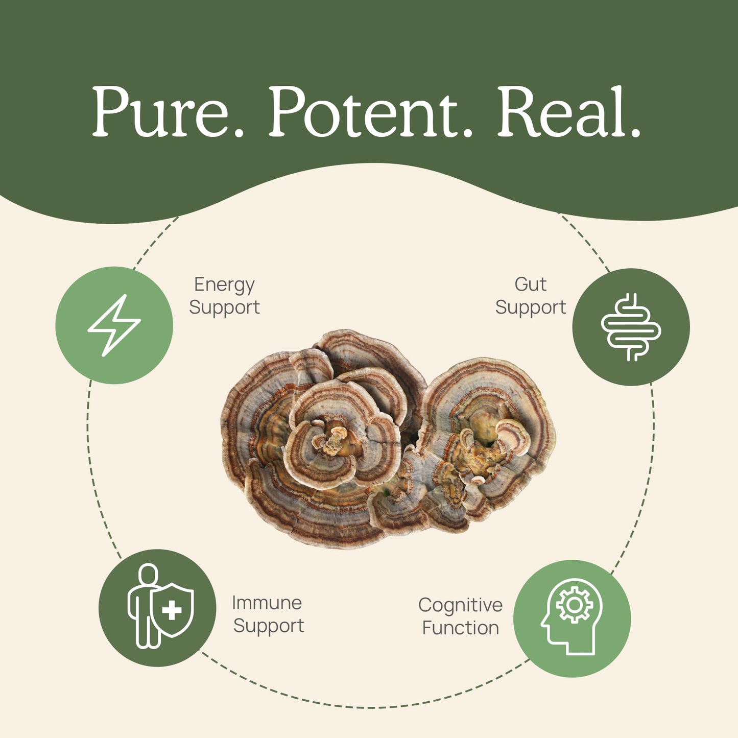 Real Mushrooms Turkey Tail Mushroom Powder – Organic Turkey Tail Extract from – for Wellness, Gut Harmony, & Energy Support – Vegan, Non-GMO, No Fillers – 100 Servings Functional Mushroom Supplement