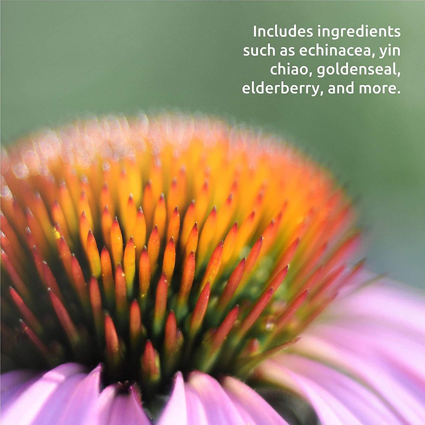 Pre-Order | Arrives in 5–10 Days – Source Naturals Wellness Herbal Resistance Liquid - Immune System Support with Echinacea, Coptis & Yin Chiao - 8 Fluid oz