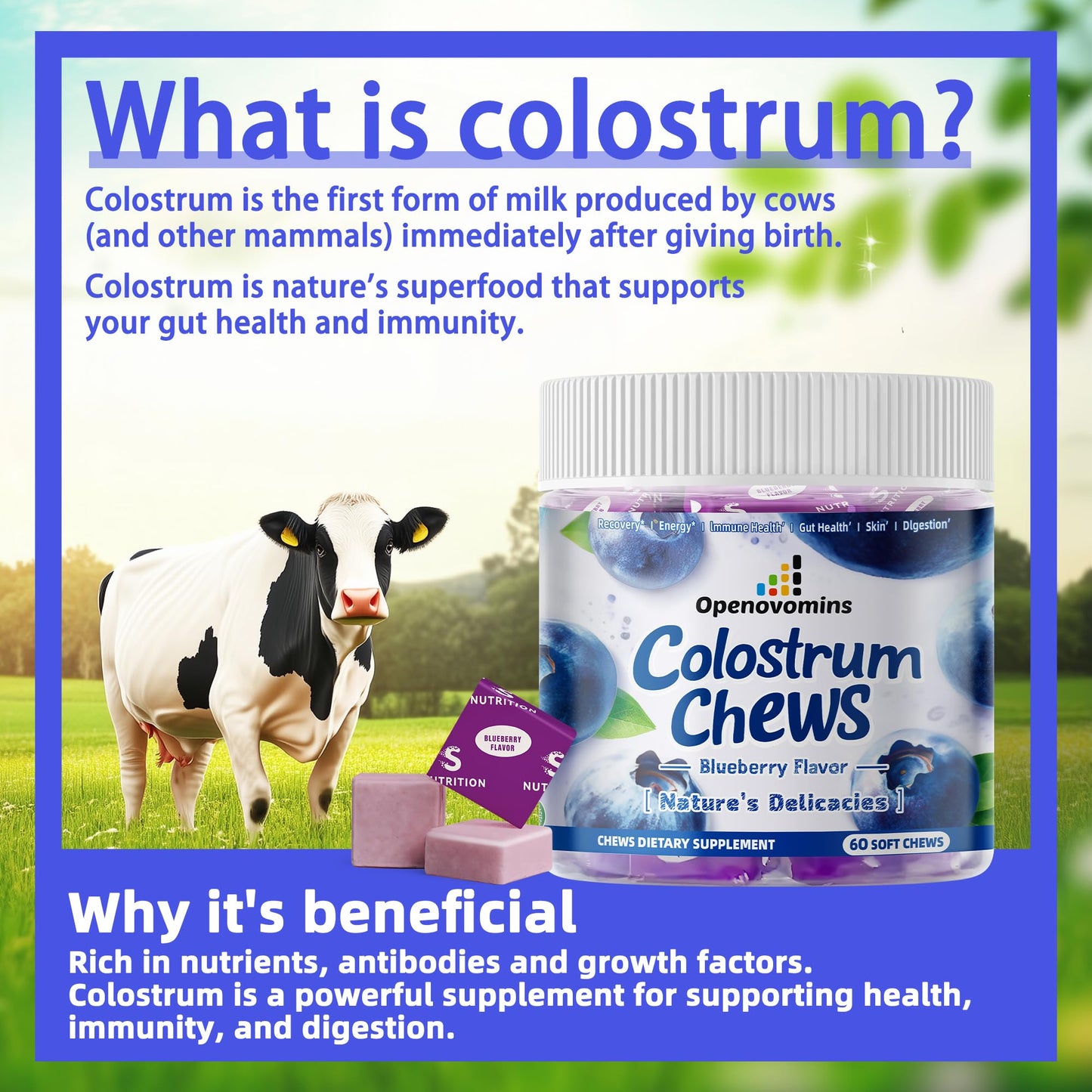 Bovine Colostrum Soft Chews Supplement with probiotics for Gut Health, Bloating, Immune Support, Skin, Hair Growth and Beauty - Blueberry Flavor (60 Servings)