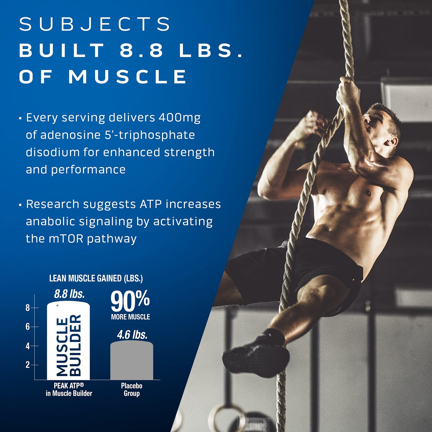 MuscleTech Muscle Builder with 400mg Peak ATP and Platinum Multivitamin with Amino Support Matrix and Vitamin C - Muscle Building and Immune Support Supplement Bundle for Men and Women