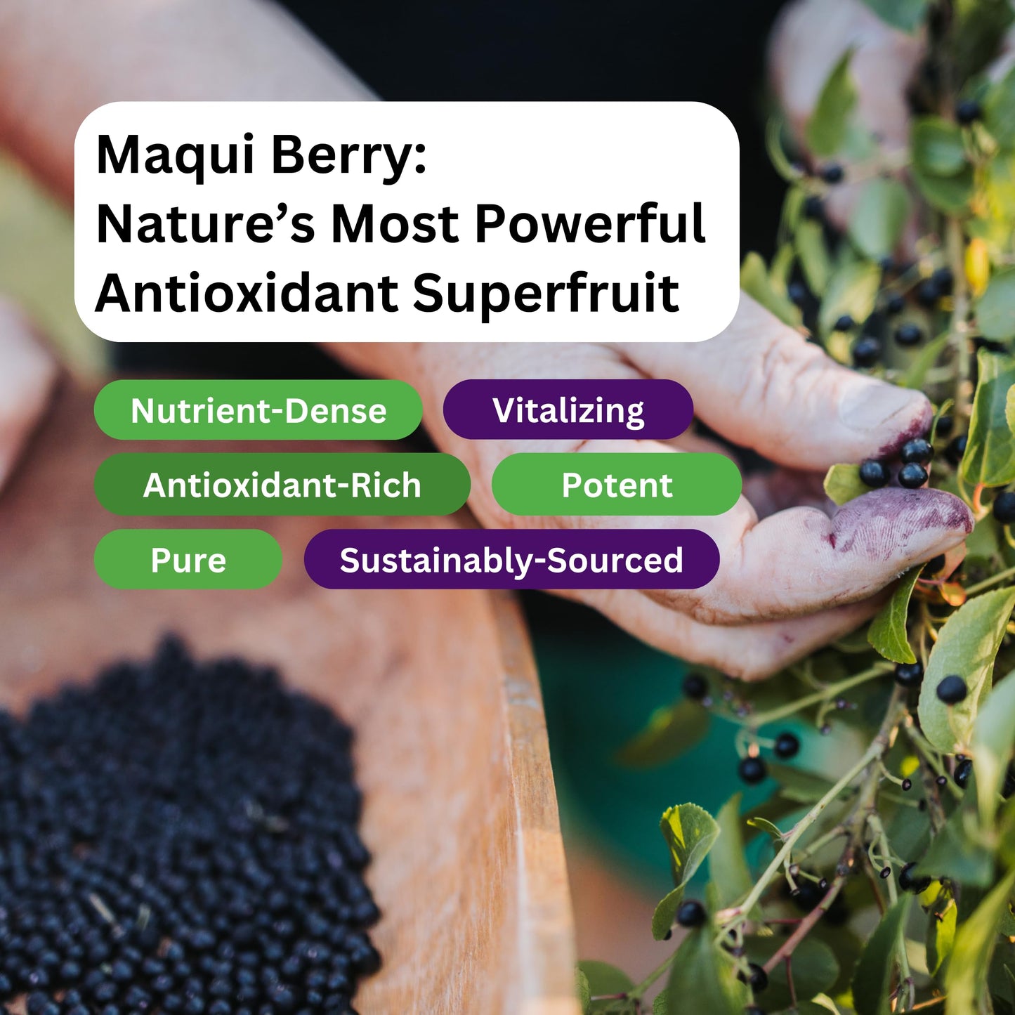 Paradise Herbs, Organic Maqui Berry Extract, 400 mg, Fresh, Freeze-Dried Concentrate for Superior Potency, Non-GMO, Vegan, 60 Capsules