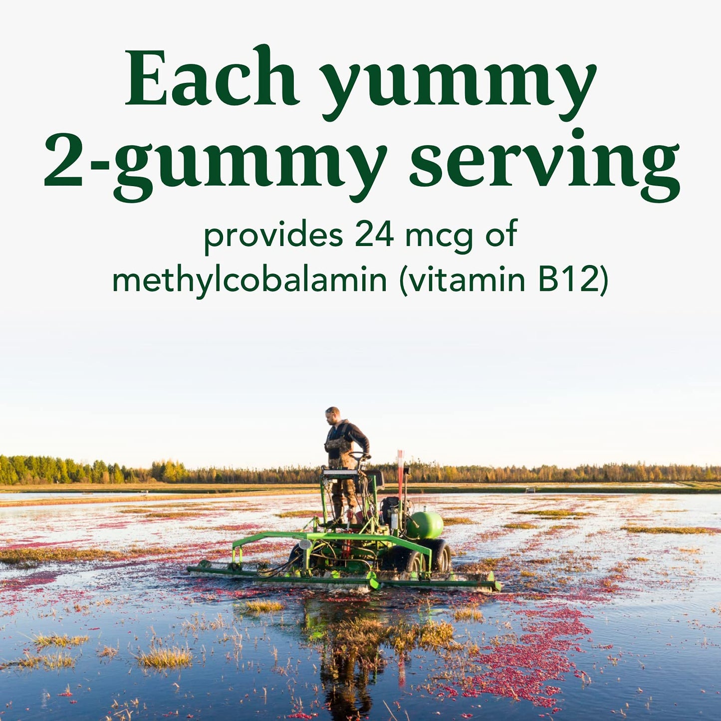 Pre-Order | Arrives in 5–10 Days – MegaFood Vitamin B12 Energy Gummies - Vegan - With Methyl B12 Vitamins to Support Cellular Energy Production - Cranberry - Daily Vitamin B12 Supplement - USDA Organic - 70 Gummies, 35 Servings