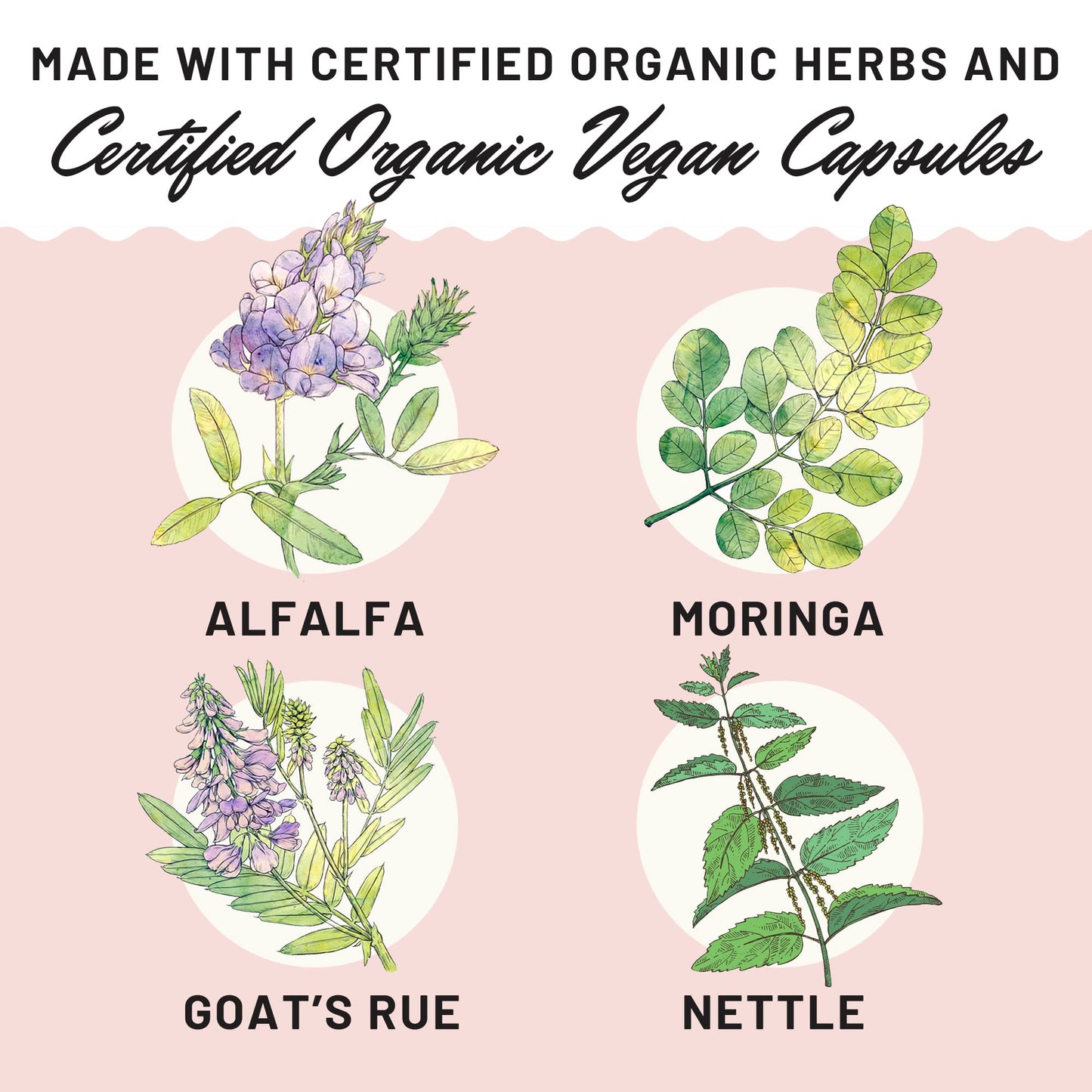 Legendairy Milk Cash Cow + Lechita - Lactation Supplement to Support Supply and Improve Milk Flow - Made with Moringa, Alfalfa, Fennel, Anise, and Goat's Rue